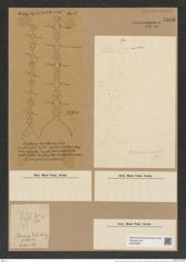 Chaetoceros janischianus Castr. (de-Toni-Nr.: Genus 149, Species 4139) Zeichnungen Sammlung Grunow Nr. 7696 (NHMW-BOT-W0376898)